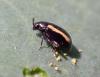 Phyllotreta sp.